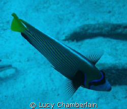 Taken in July 2008 by Lucy Chamberlain 